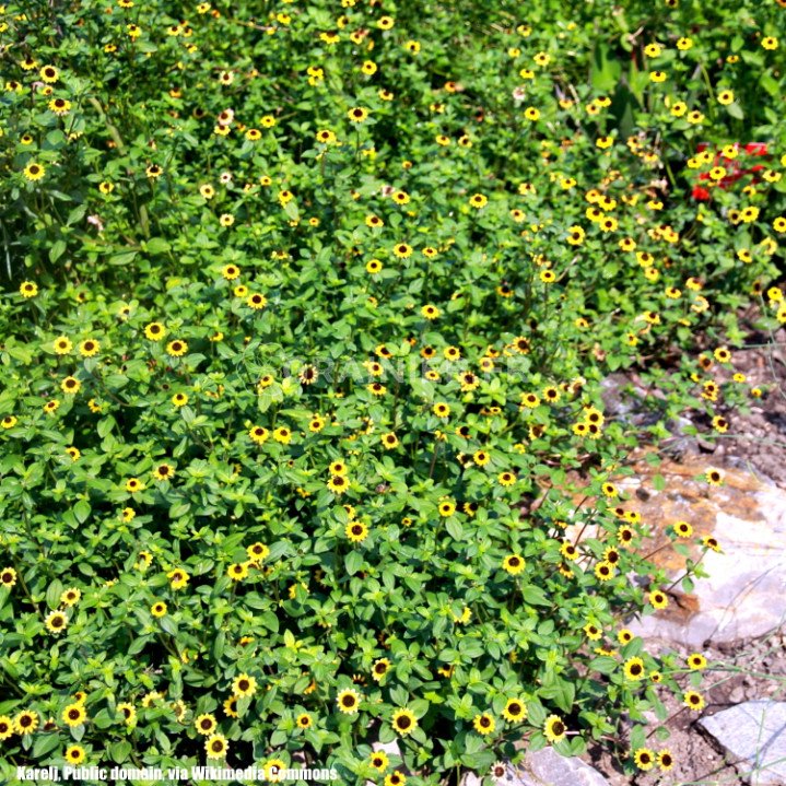 Zinnia rampant mexicain, Sanvitalia procumbens orange image